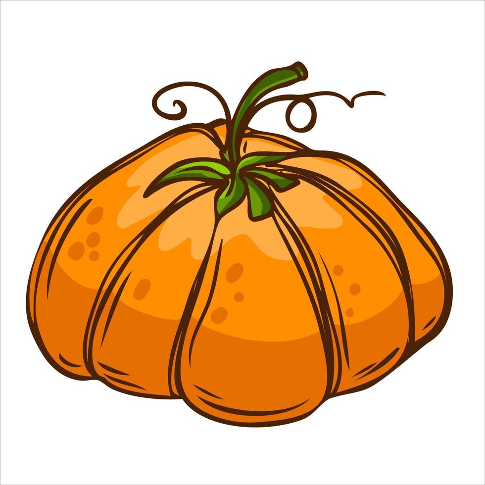 calabaza madura en estilo rústico. concepto de cosecha. ilustración vectorial vector