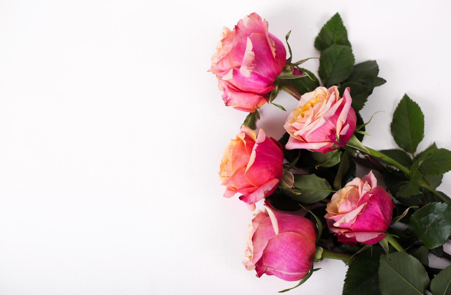 Pink roses on white background photo