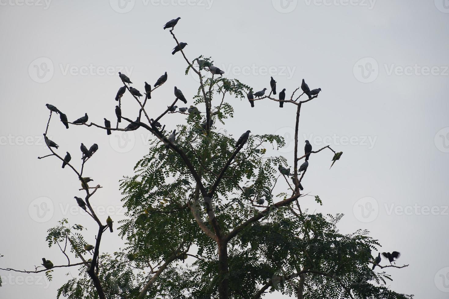 a group of birds silhouette at the tree photo