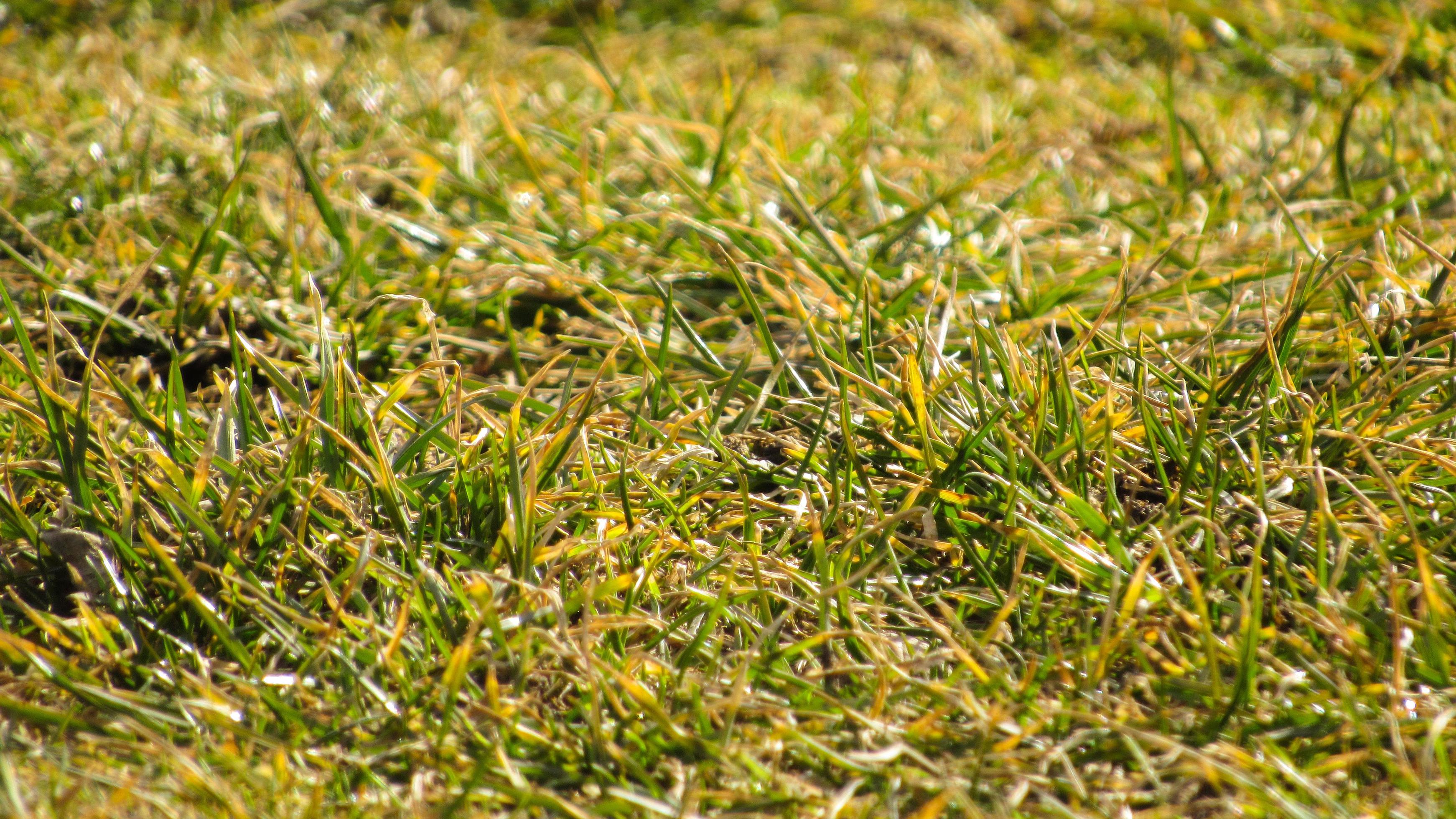 green grass background. macro green grass. nature poster. green background.  closeup of green grass. green field. green freshness illustration 6856590  Stock Photo at Vecteezy