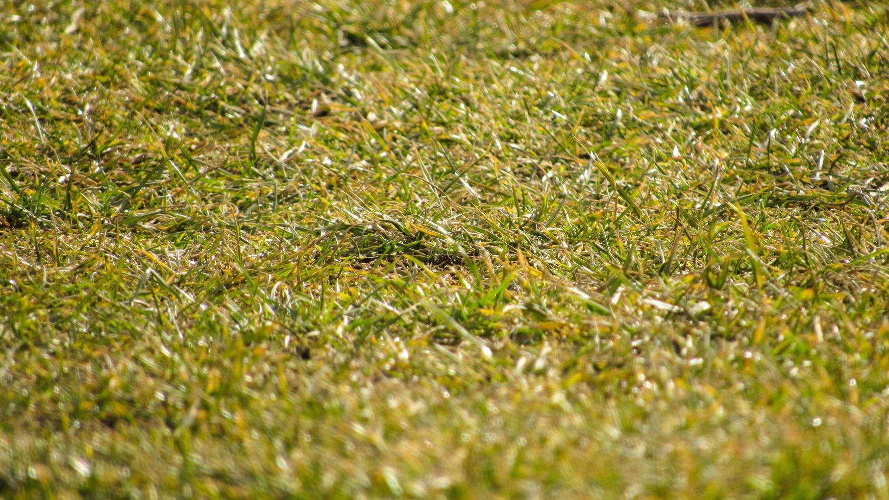 green grass background. macro green grass. nature poster. green background. closeup of green grass. green field. green freshness illustration photo