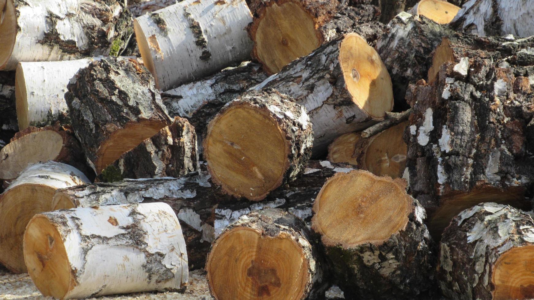 logging. deforestation. close-up of piled chunks of wood billet photo