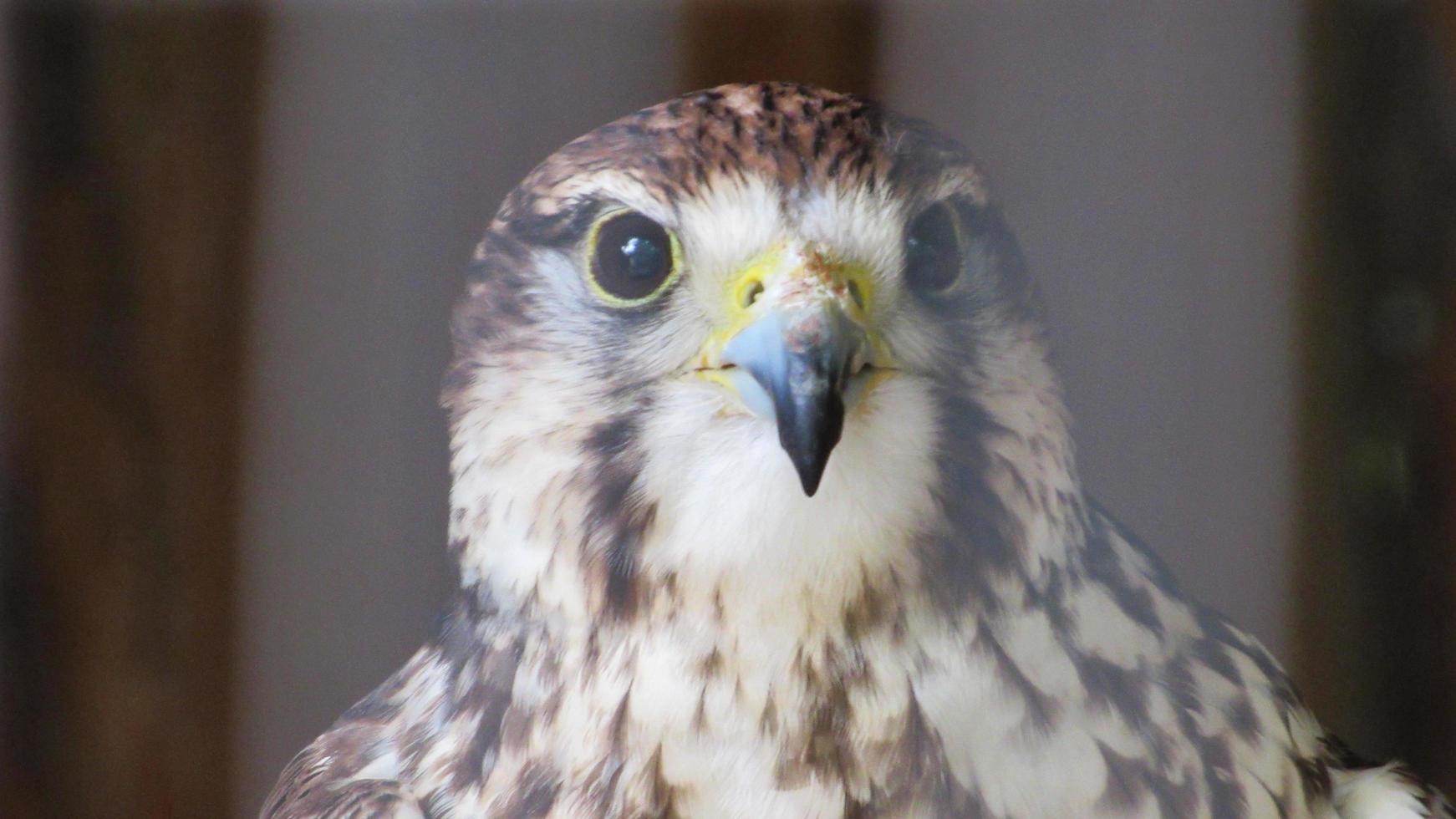 portrait of an eagle photo