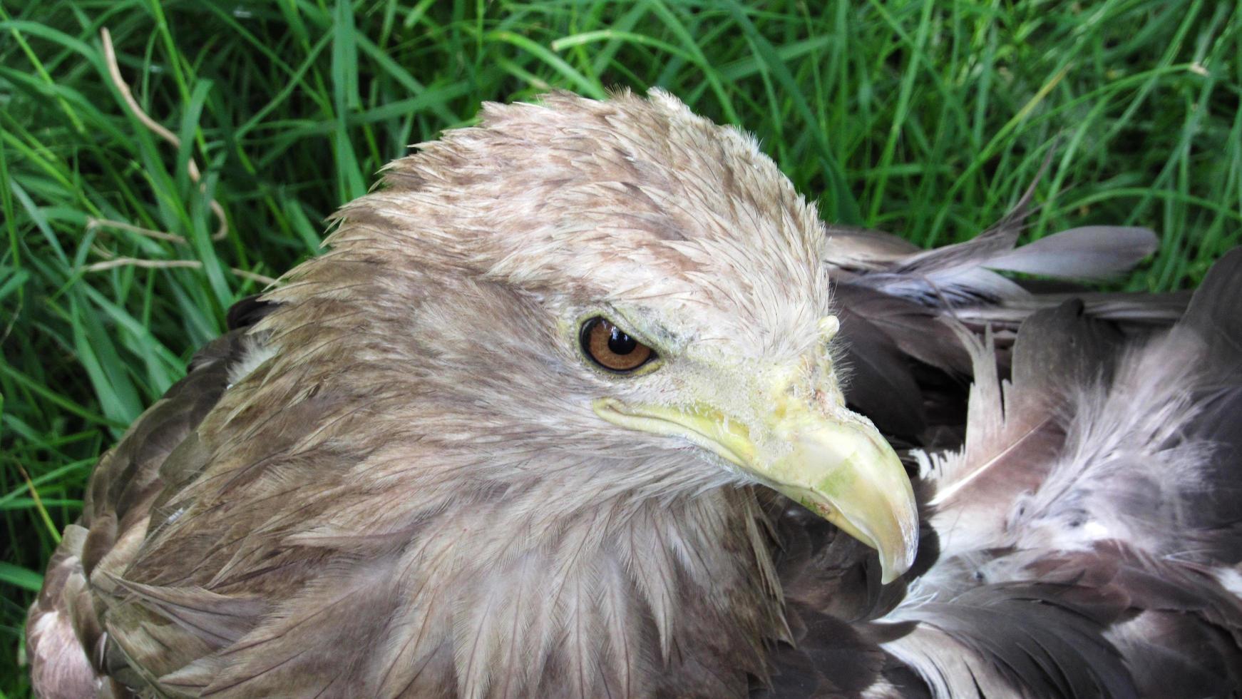portrait of an eagle photo