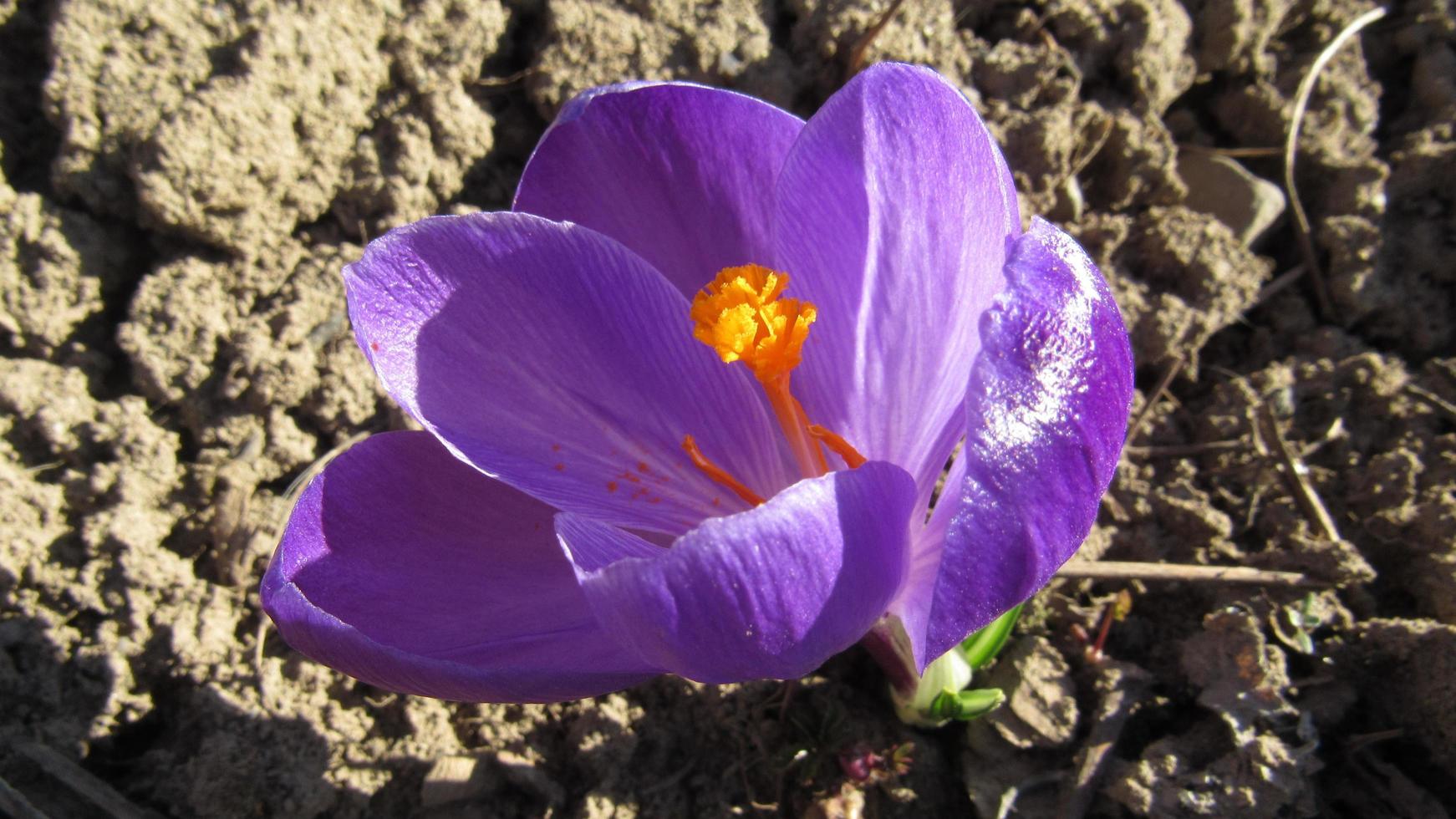 spring crocus flower. purple crocus flower photo