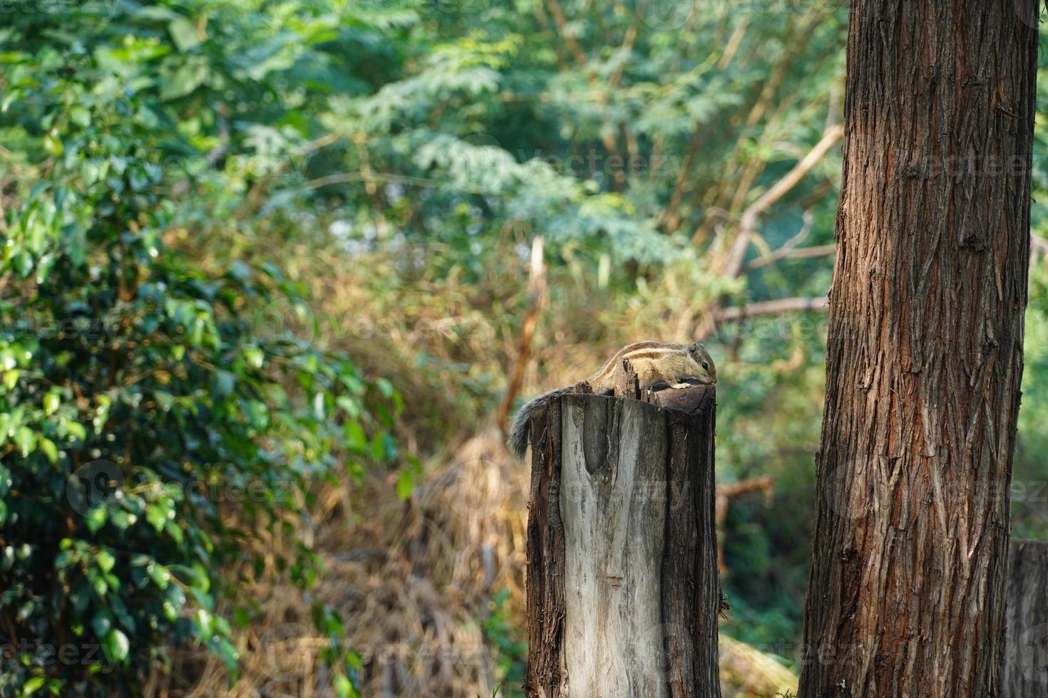 squirrel image on tree wide shot image photo