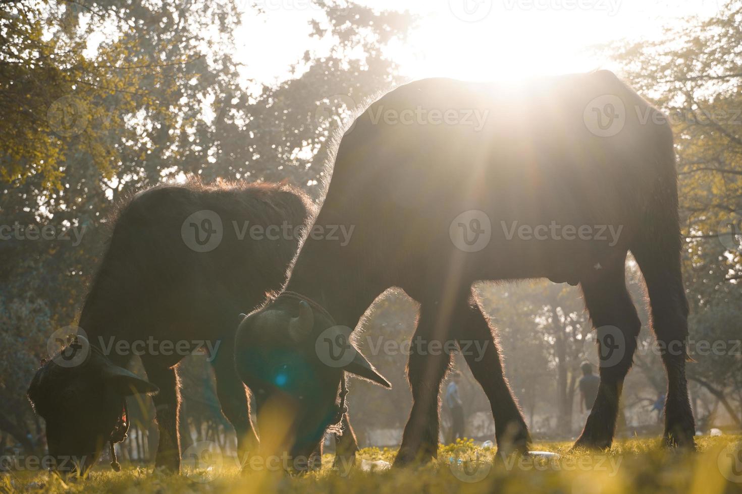 the buffalo eating grass on the field photo