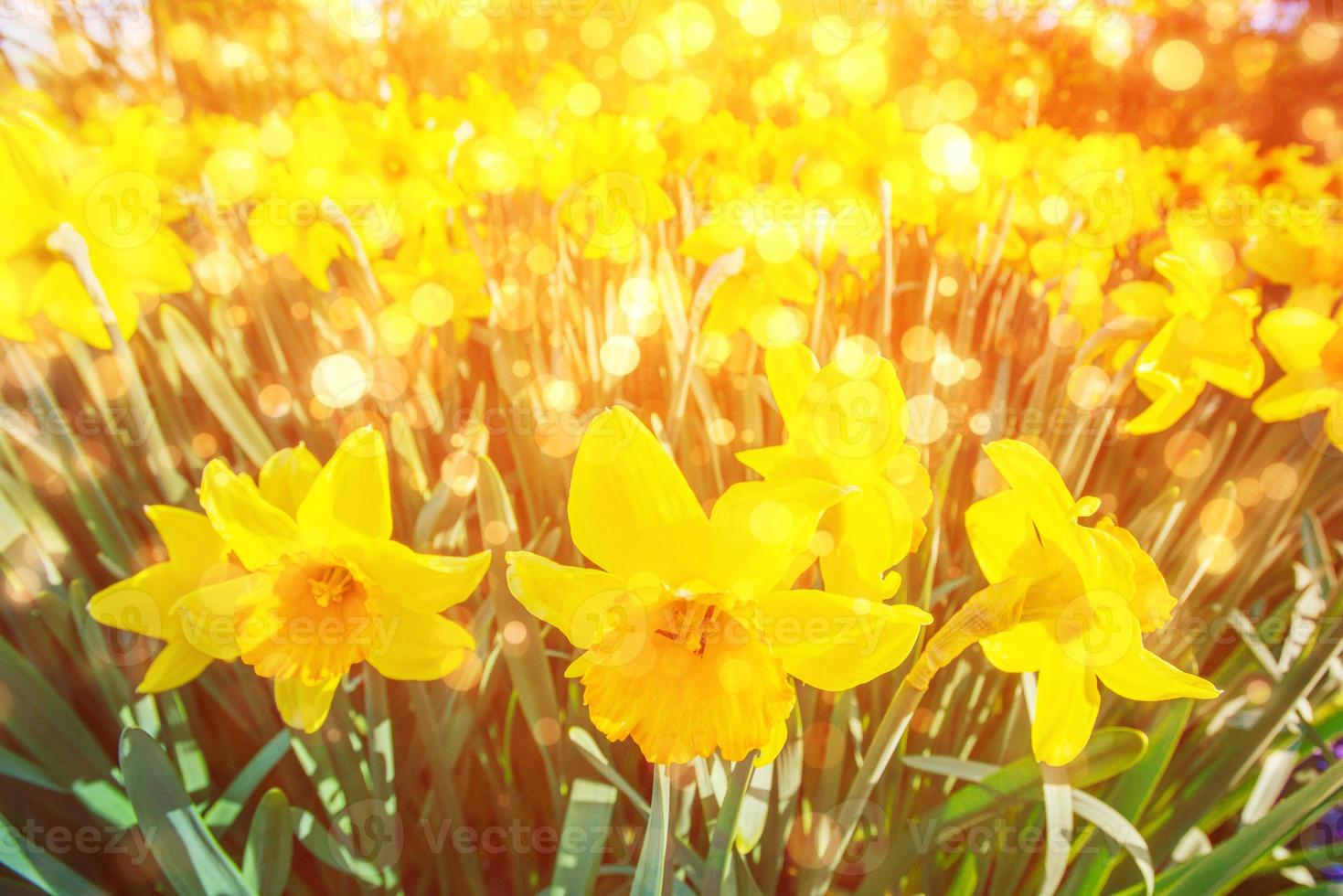 Yellow Daffodils in the gardens of Holland. Bokeh light effect, photo