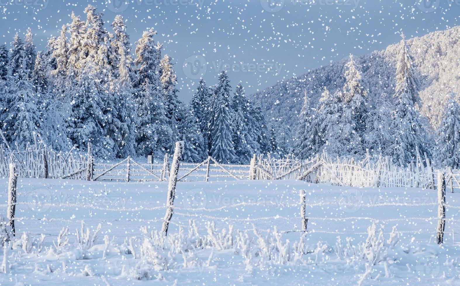 árboles de paisaje invernal y valla en escarcha, fondo con s foto