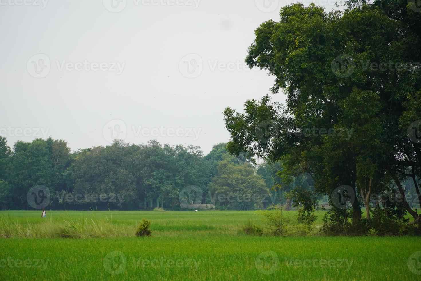 El bosque es muy útil para todas las personas, como los pájaros, los animales, los hombres. foto