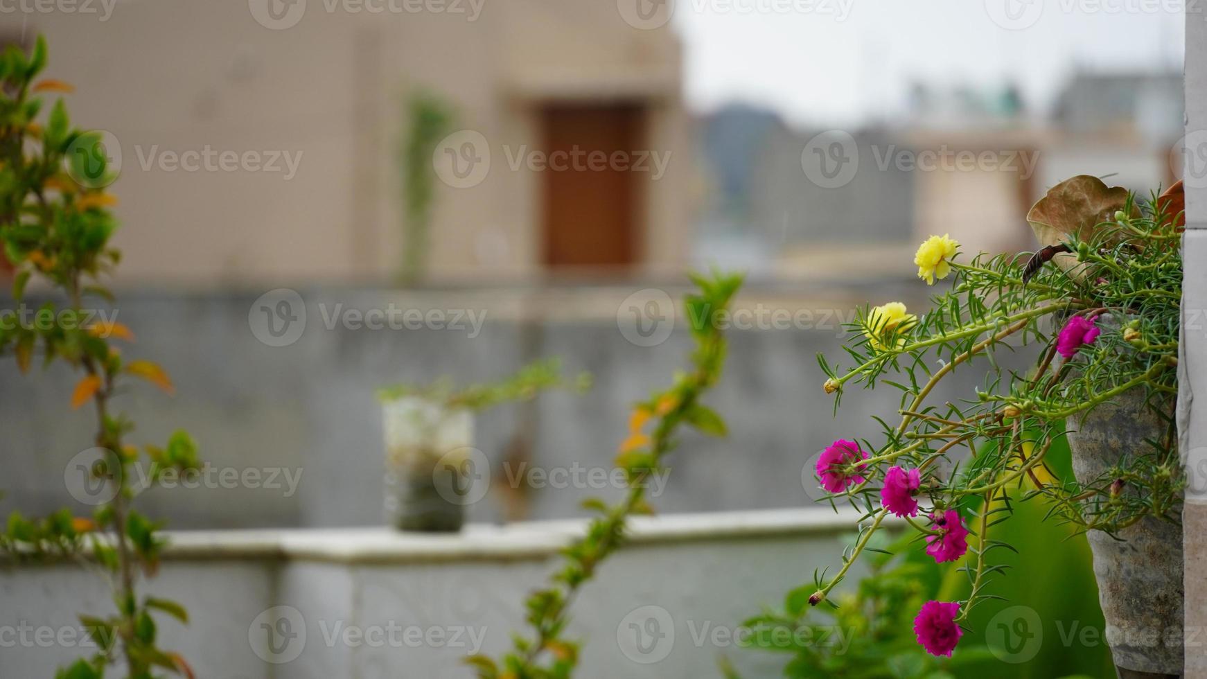 hermoso fondo de casa con flores foto