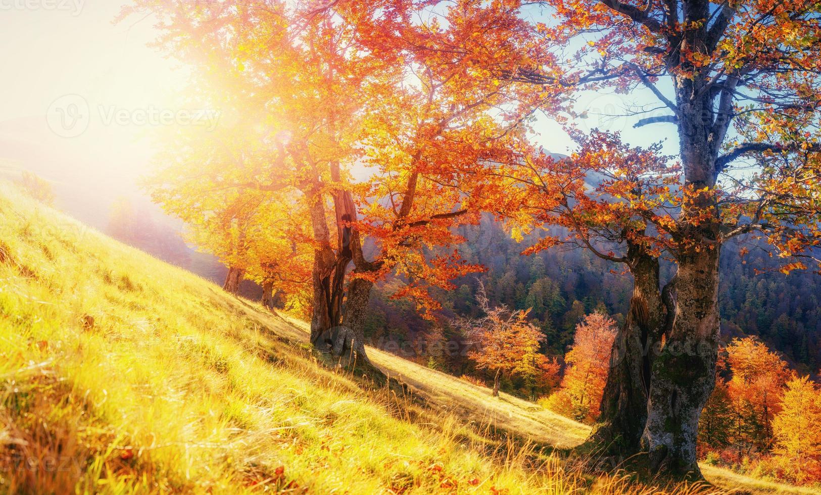 cordillera en las montañas de los cárpatos en la temporada de otoño. foto