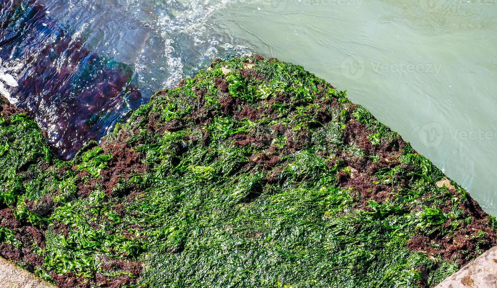 HDR Algae at sea harbour photo