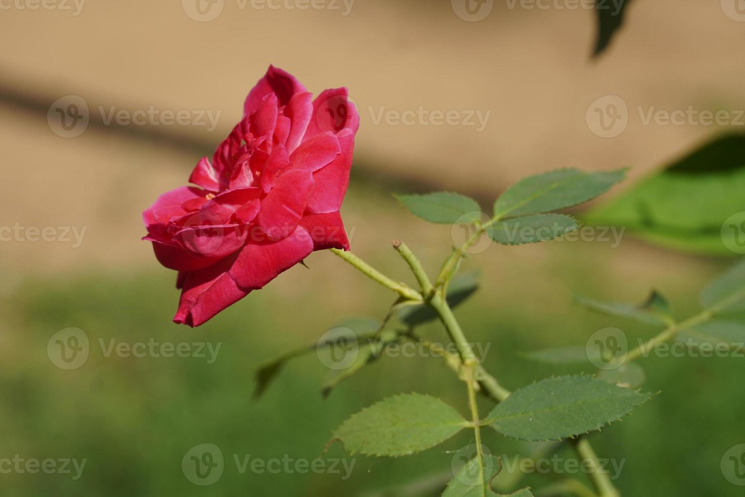 Beautiful rose flower image photo