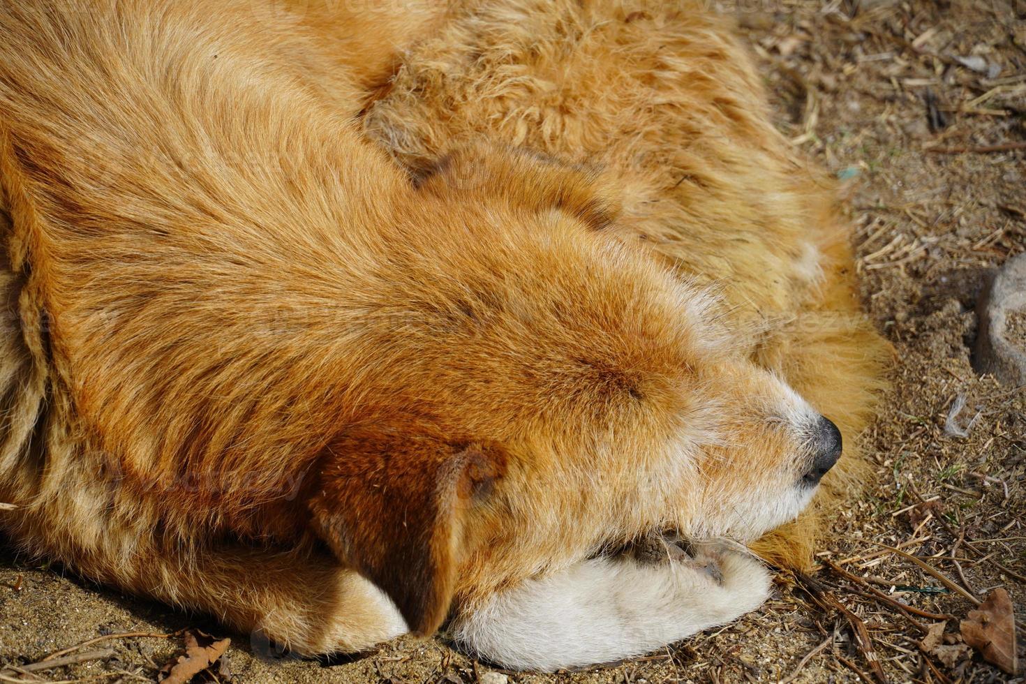 sleeping dog Close up image of a dog very cute dog image photo