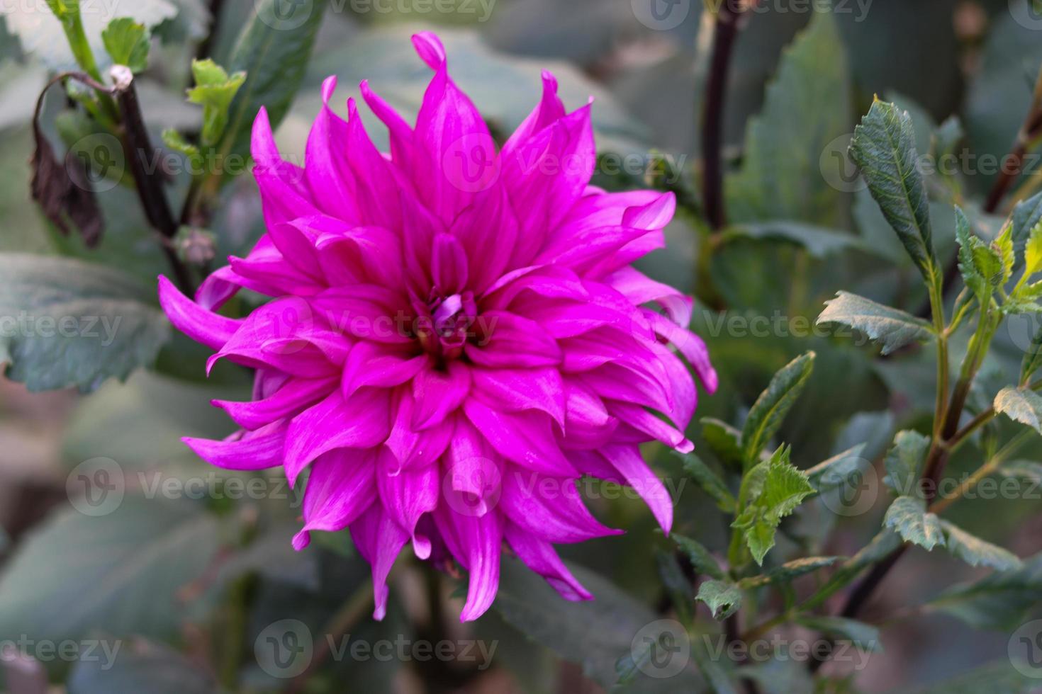 Purple Dahlia flower with green leaves. Dahlia flower garden close-up photography. Beautiful dark pink Dahlia flower blooming in the garden. Natural garden with pink Dahlia flower and green leaves. photo