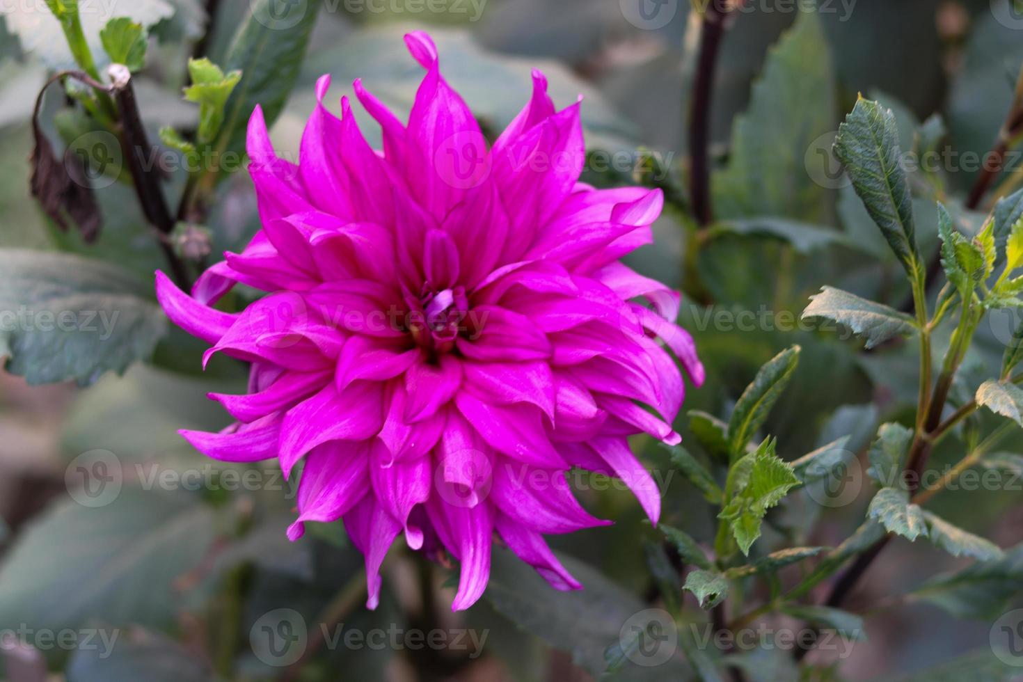 flor de dalia morada con hojas verdes. fotografía de primer plano del  jardín de flores de