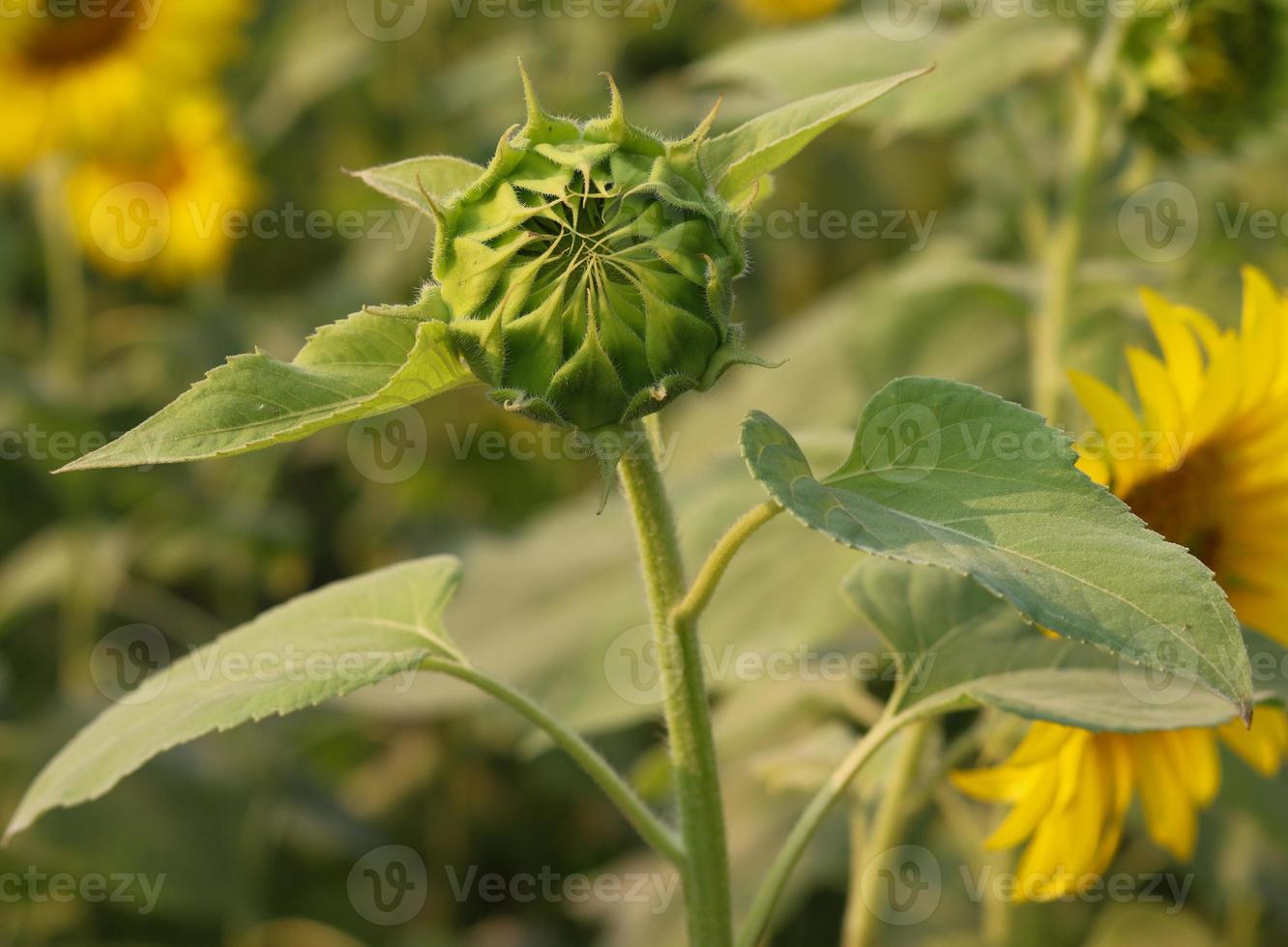 Green sunflower bud with leaves close-up photo. Yellow flower bud with green leaves sunshine and with a natural background. Beautiful sunflower bud on a sunny day. Sunflower blooming on a sunny day. photo