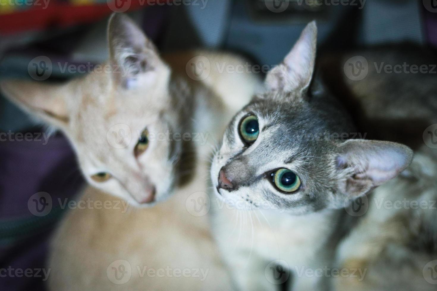 Close up view of cute gray color bengal cat with green eyes close-up photo. Animals and pets lifestyle concept. Cute Asian cats close-up. Shiny cat eyes. Gray and ginger cat resting. photo