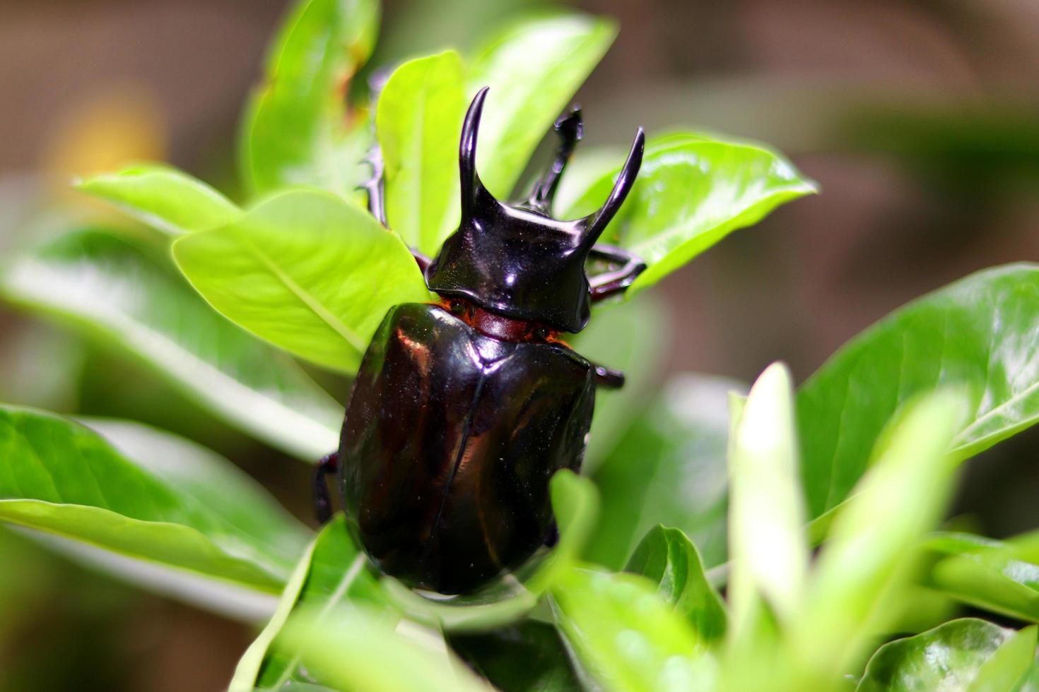 Rhinoceros beetle closeup photo