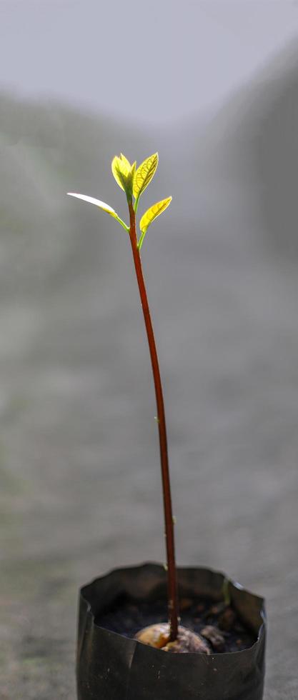 Avocado seedling plant photo