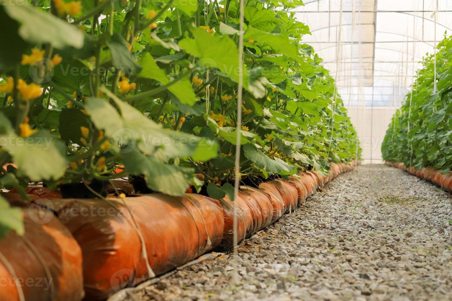 Organic muskmelon farm photo