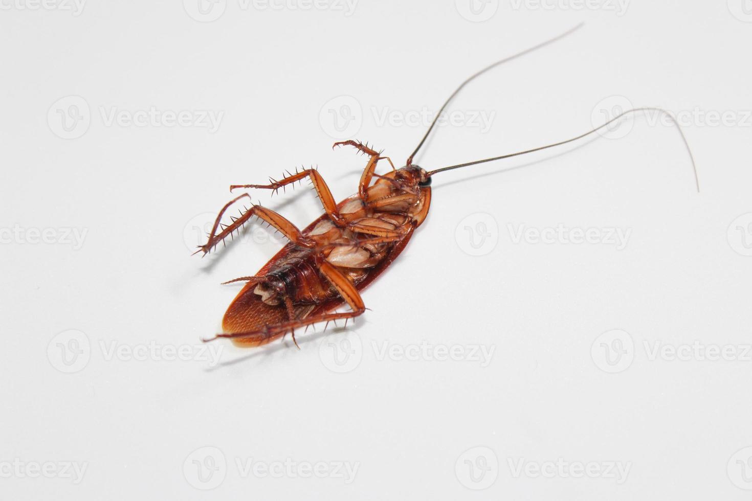Roaches lie dead on wooden floor, Dead cockroach ,Close up face , Close up roaches photo