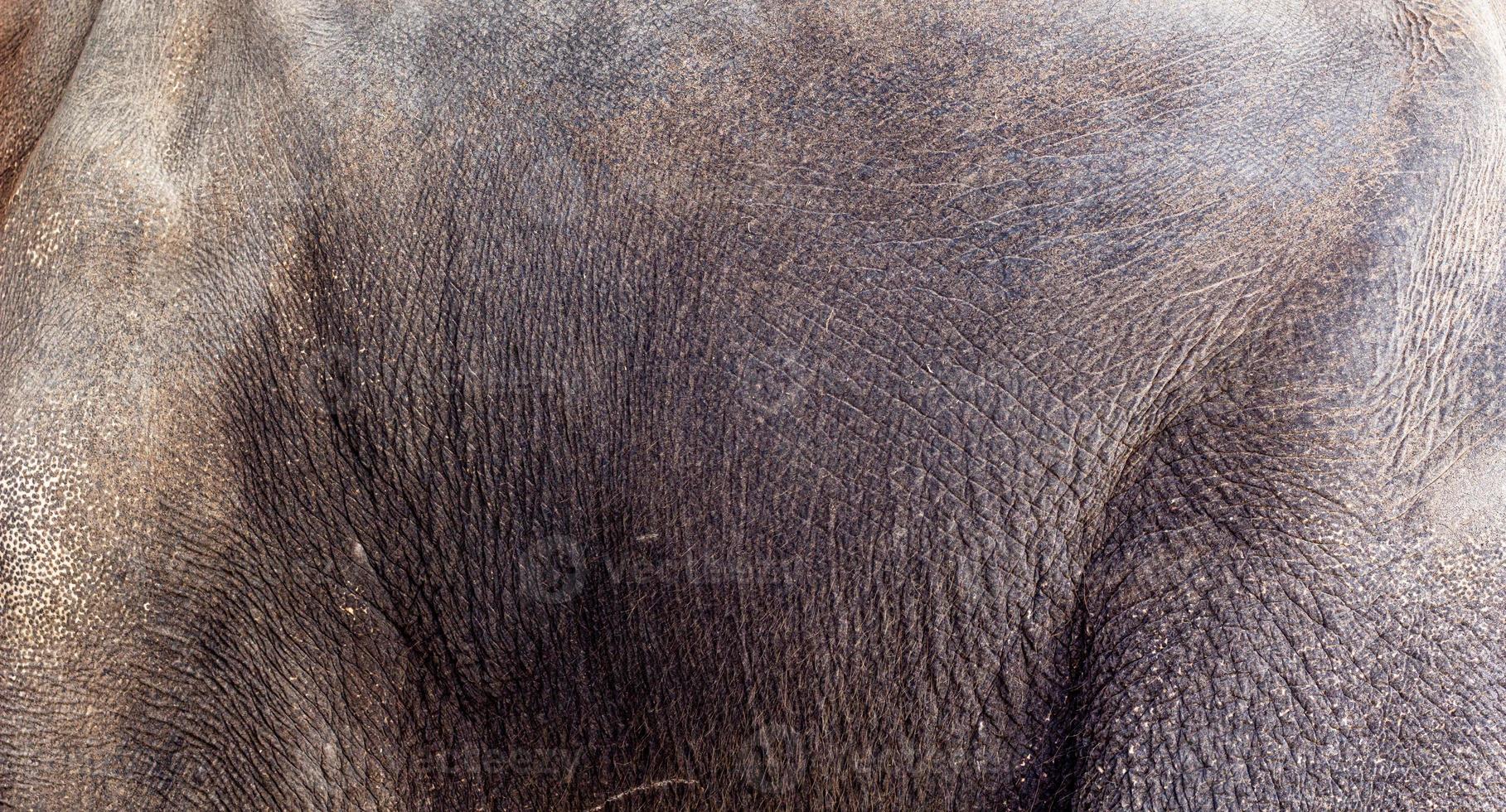 A close-up of the side of an Asian elephant reveals the texture . photo