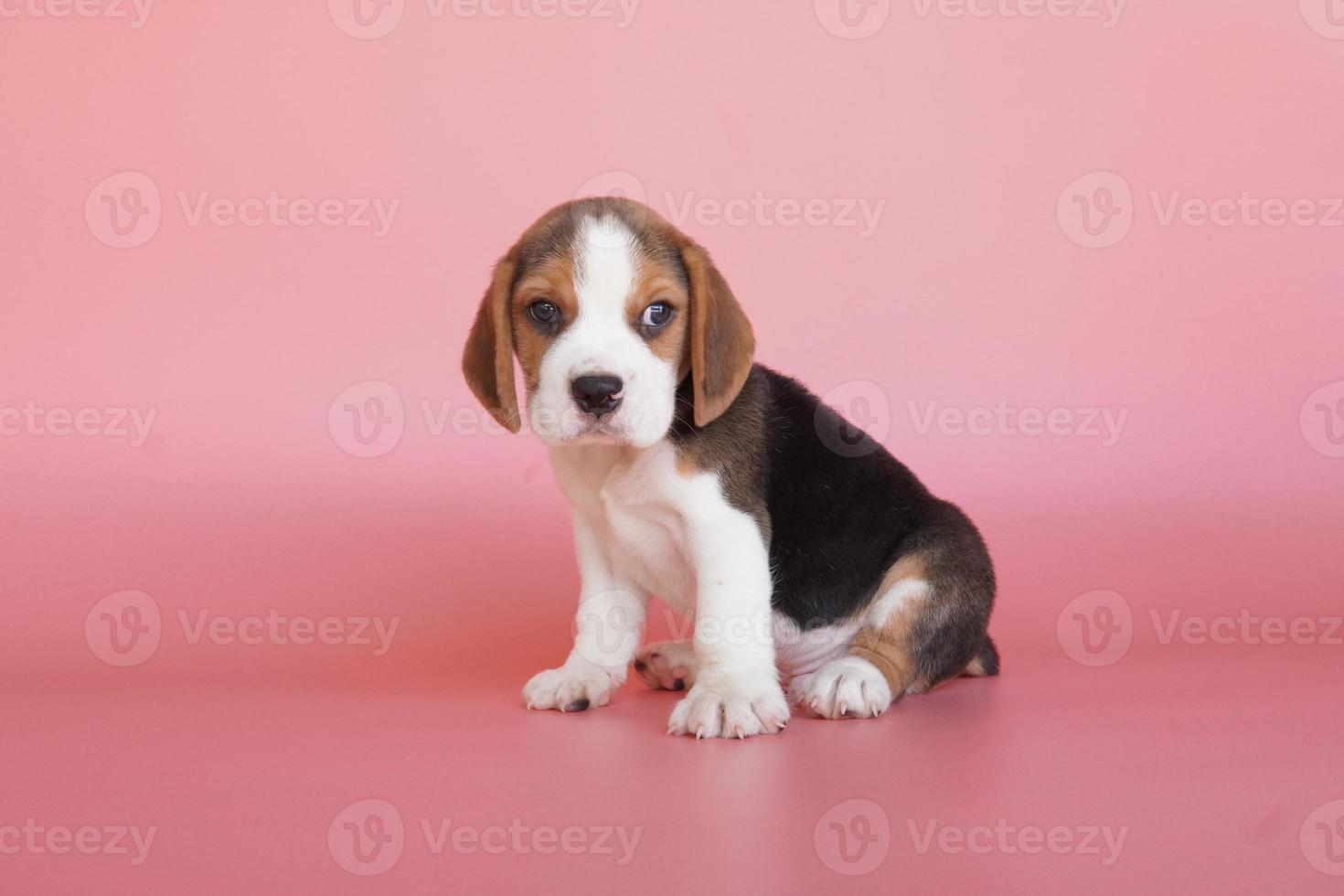 Adorable beagle puppy age one month on Pink background. Picture have copy space for advertisement or text. Beagles have excellent noses. Beagles are used in a range of research procedures. photo