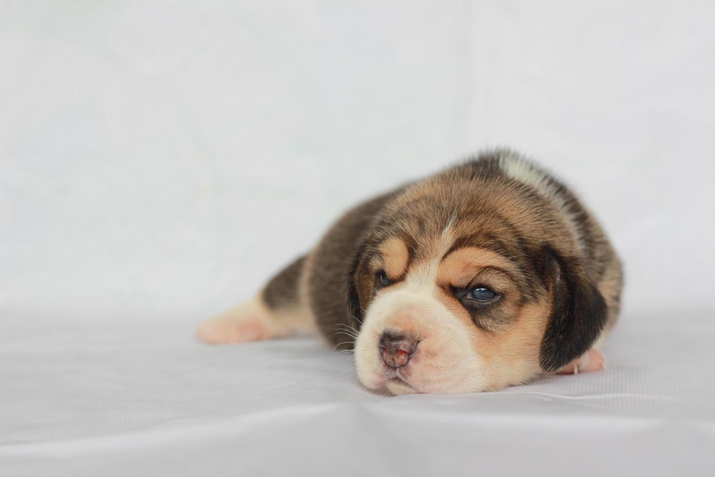 Adorable beagle on white screen. Beagles are used in a range of research procedures. The general appearance of the beagle resembles a miniature Foxhound. Beagles have excellent noses. photo