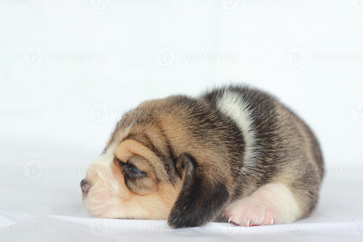 adorable beagle en pantalla blanca. Los beagles se utilizan en una variedad de procedimientos de investigación. la apariencia general del beagle se asemeja a un raposero en miniatura. Los beagles tienen excelentes narices. foto