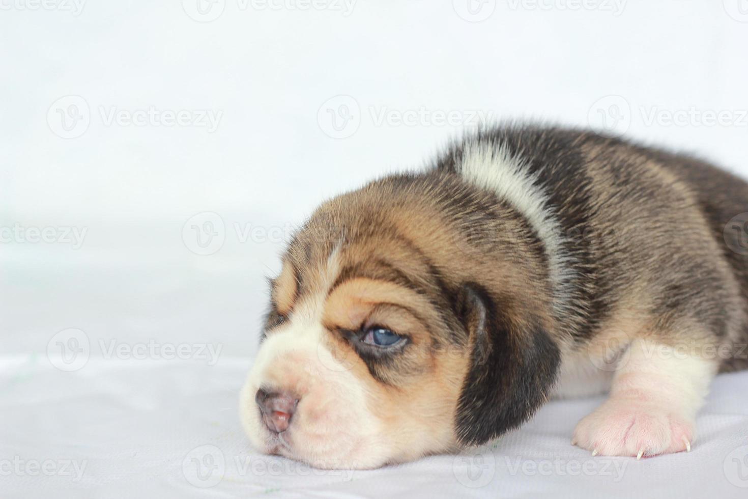 Adorable beagle on white screen. Beagles are used in a range of research procedures. The general appearance of the beagle resembles a miniature Foxhound. Beagles have excellent noses. photo