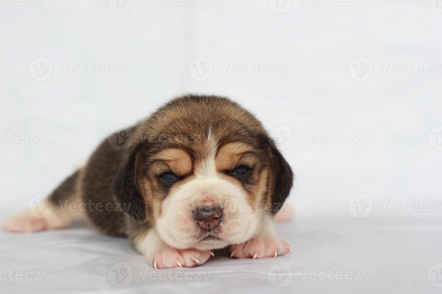 adorable beagle en pantalla blanca. Los beagles se utilizan en una variedad de procedimientos de investigación. la apariencia general del beagle se asemeja a un raposero en miniatura. Los beagles tienen excelentes narices. foto