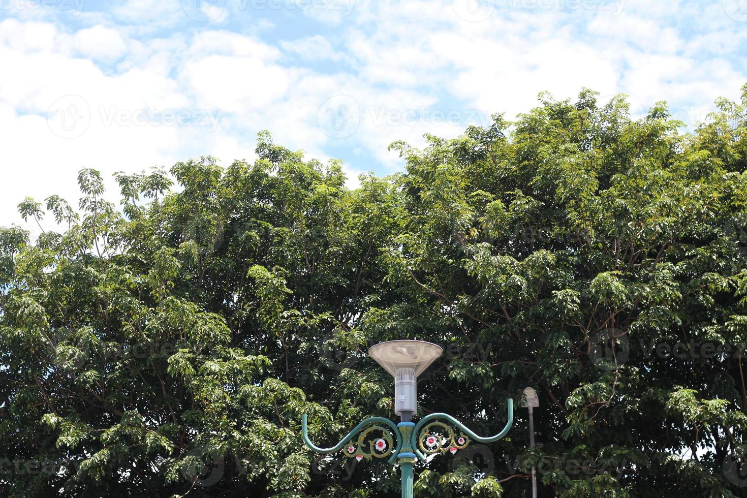 banyan beside the road photo