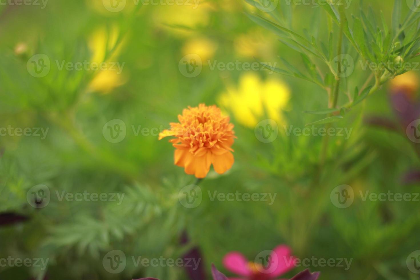 orange flowers in the garden photo