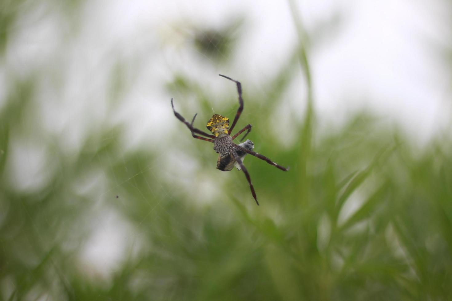 spider in the web photo