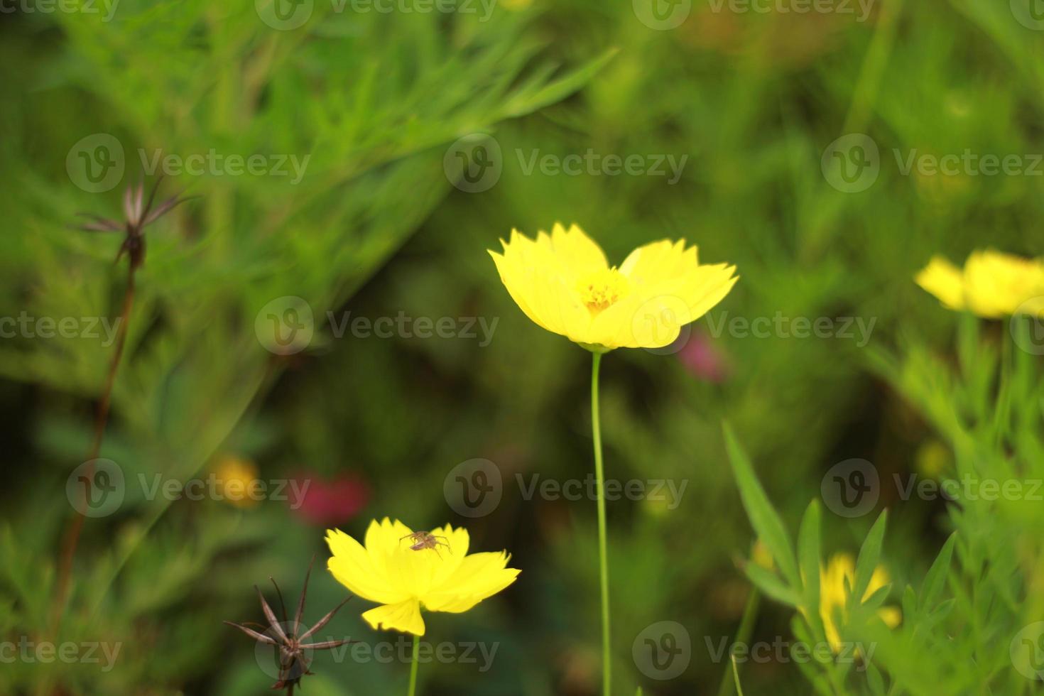 yellow flowers in the garden photo