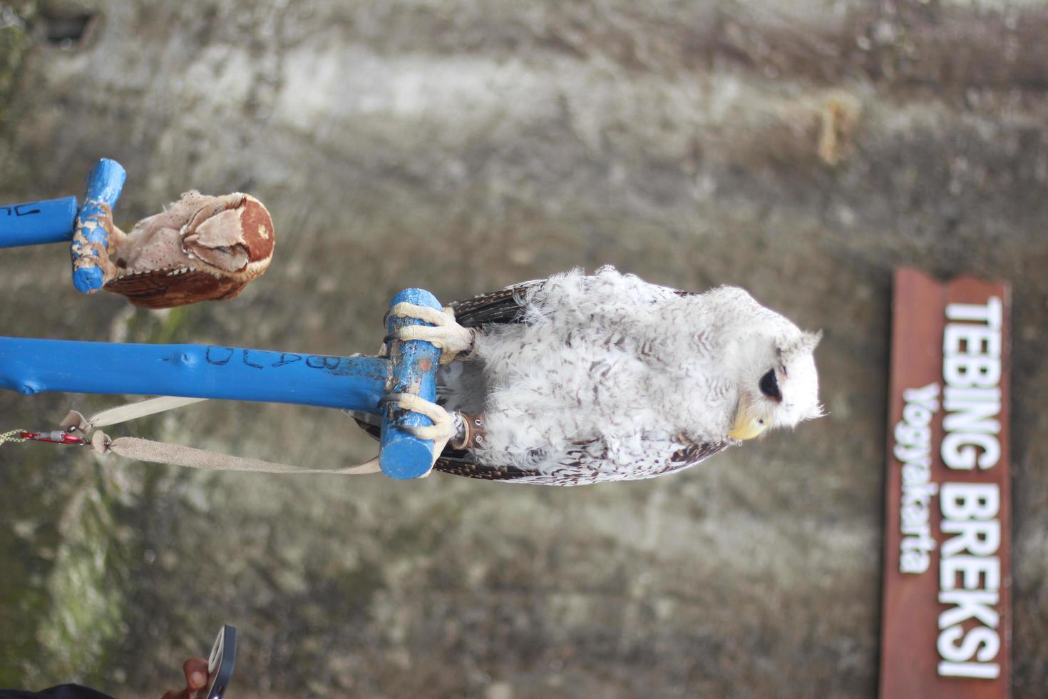 great white owl and brown owl photo