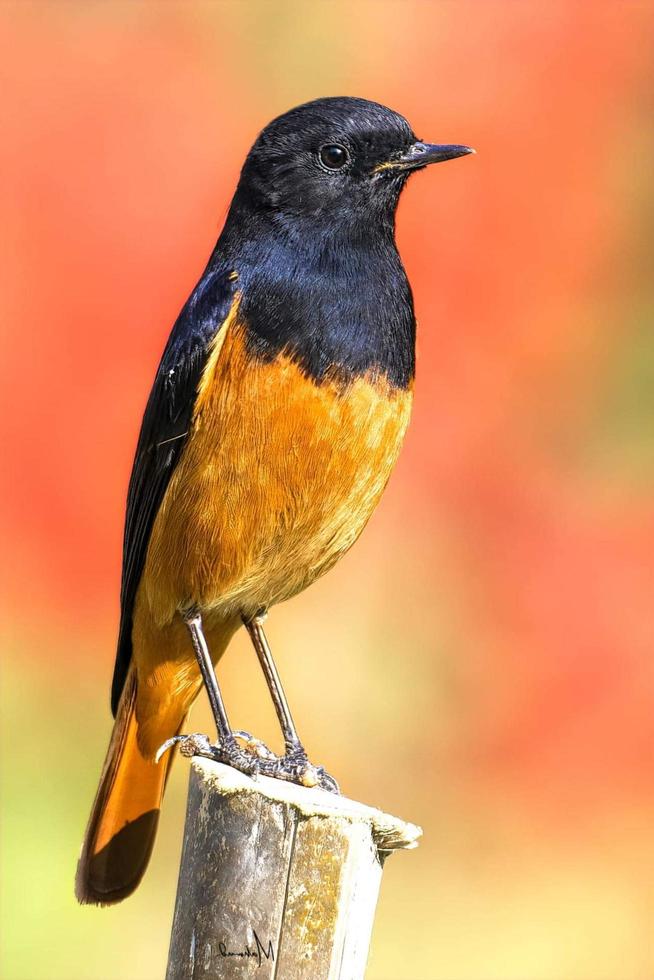 Bird sitting on a branch in the forest photo