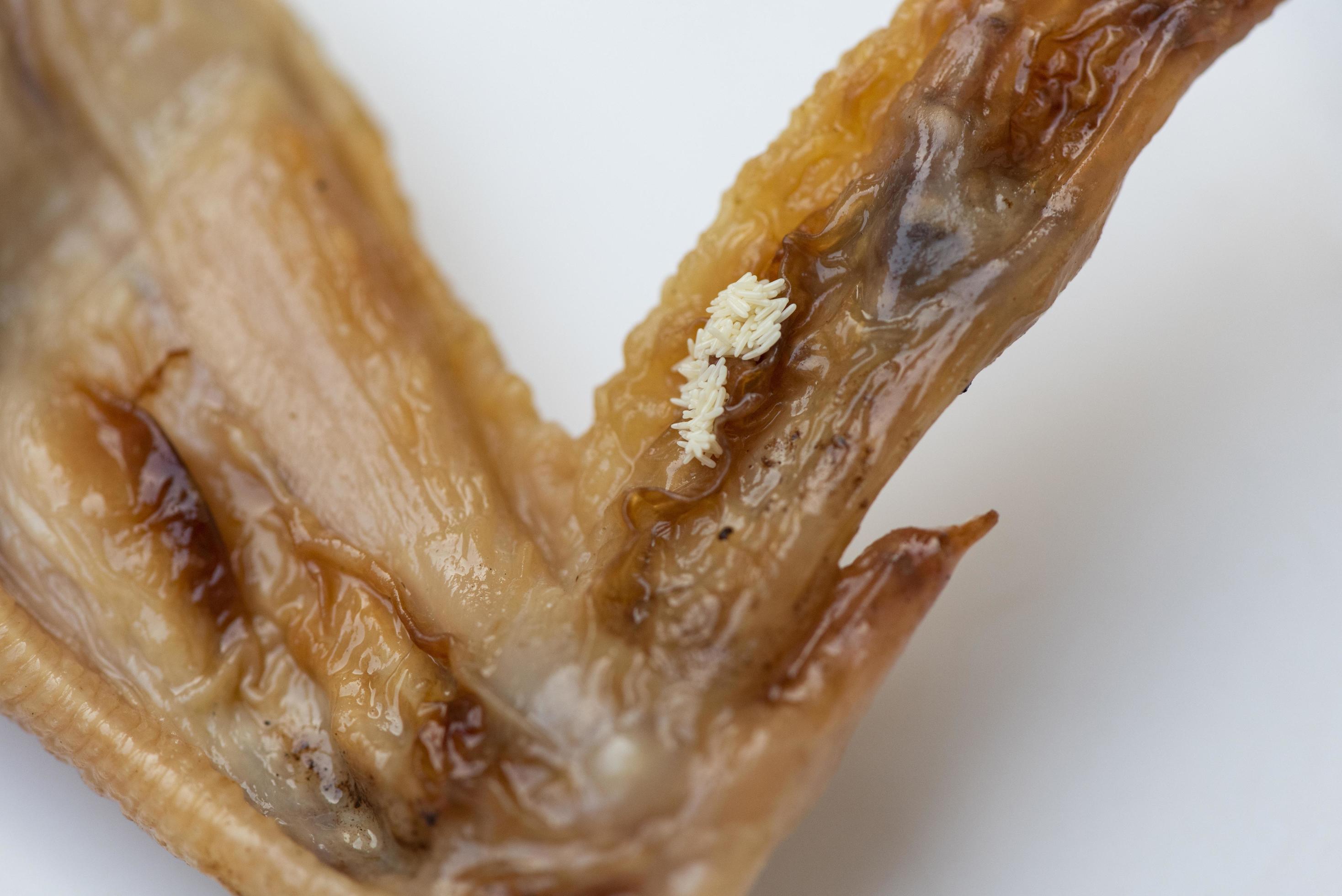 los huevos vuelan sobre la comida comida sucia no higiénica, moscas