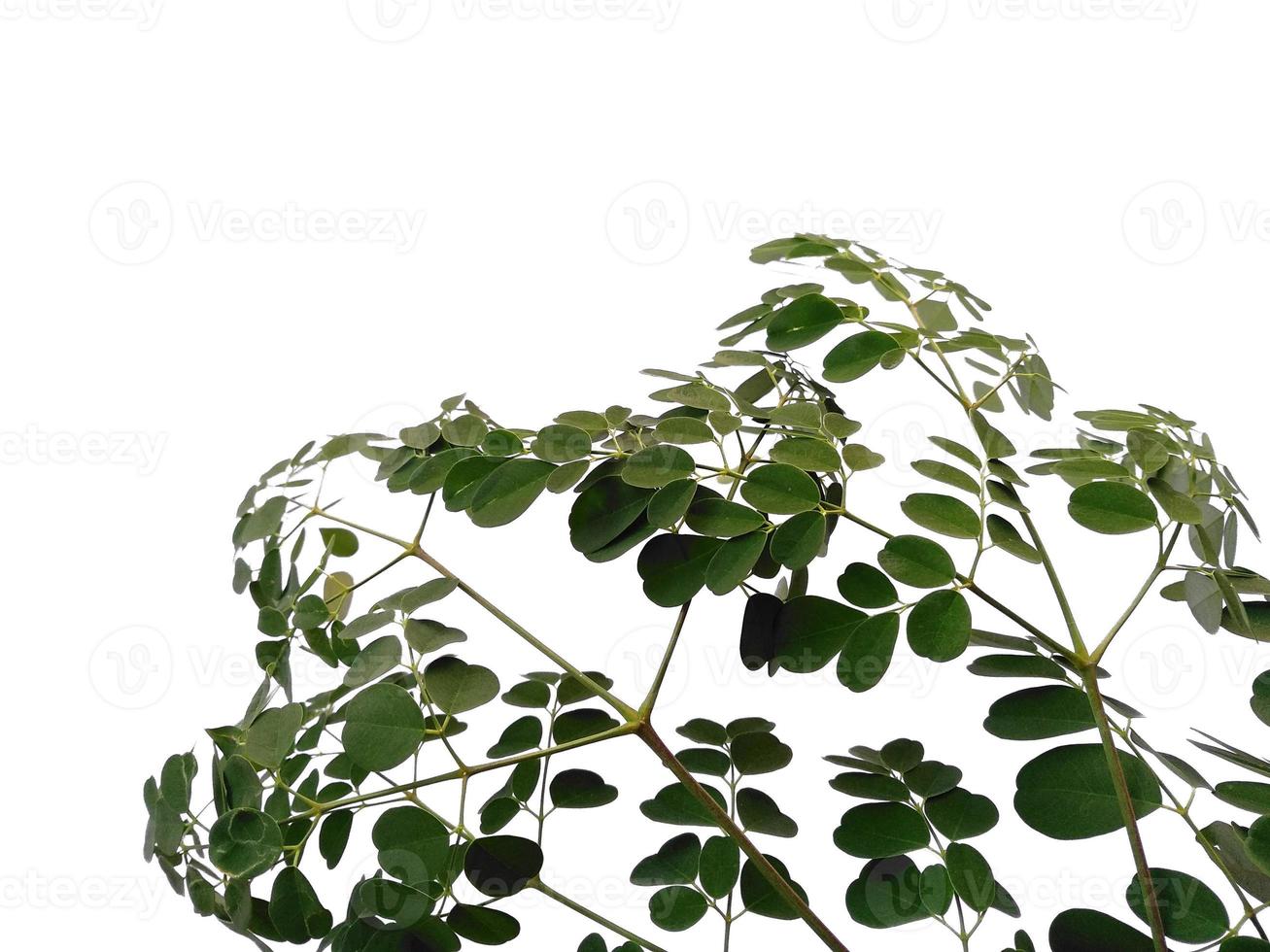 Moringa oleifera leaves or drumstick tree on white background photo