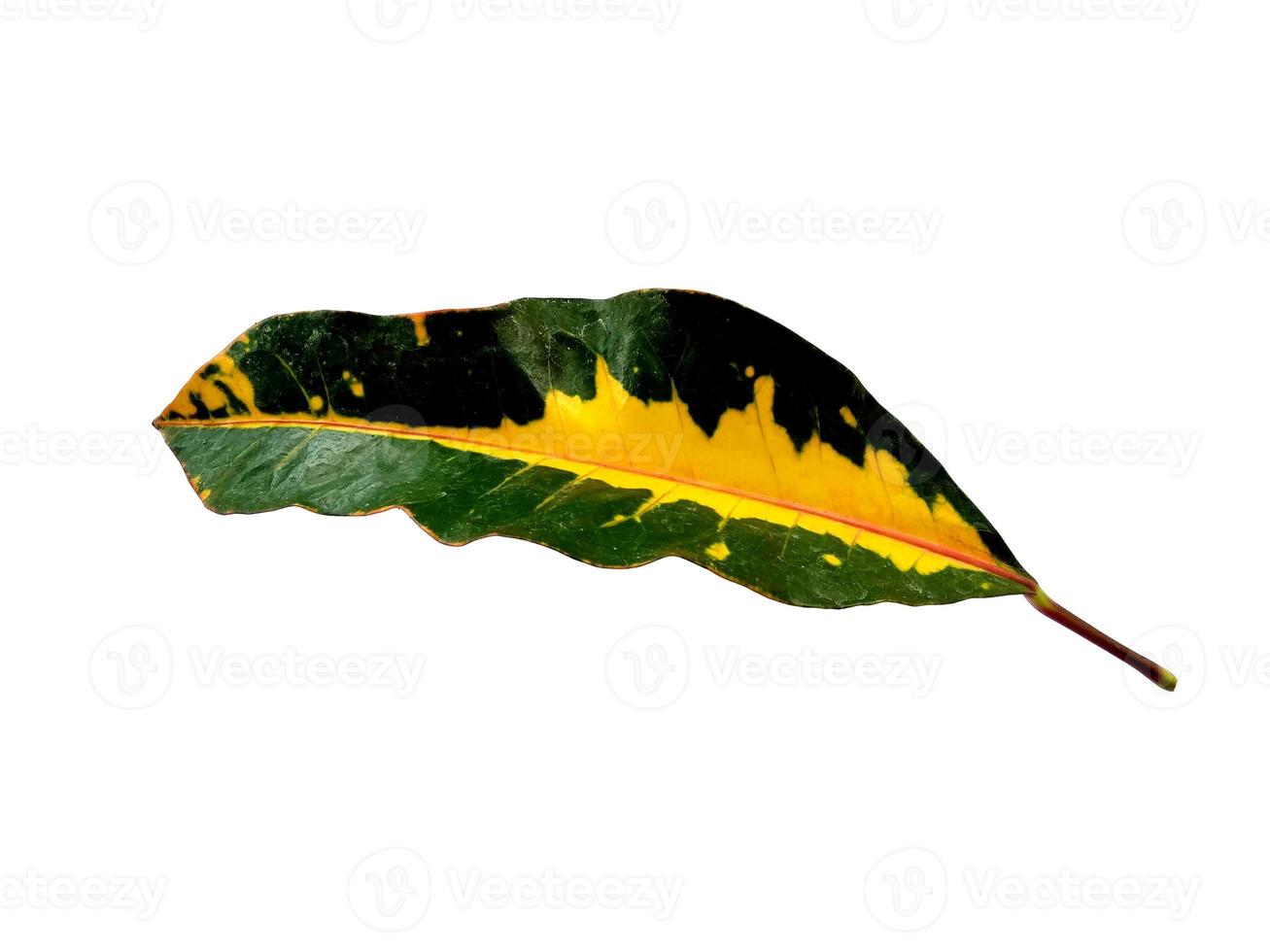 Codiaeum variegatum leaf Isolated on white background photo