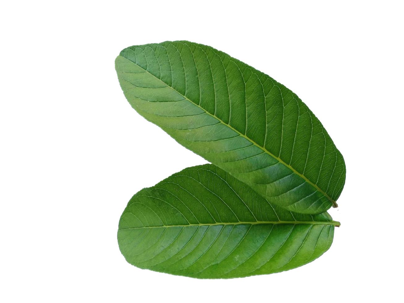 hoja de psidium guajava u hojas de guayaba aisladas sobre fondo blanco foto