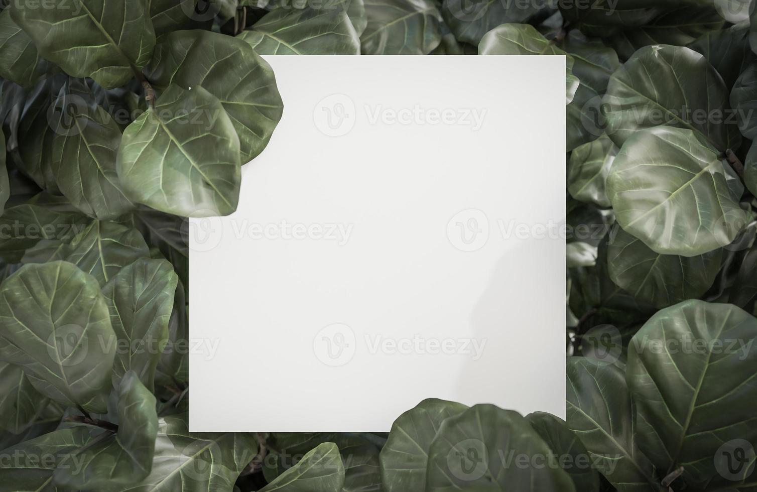Mock up white paper on Tropical green leaf background.,3d model and illustration.Mock up white paper on Tropical green leaf background.,3d model and illustration. photo