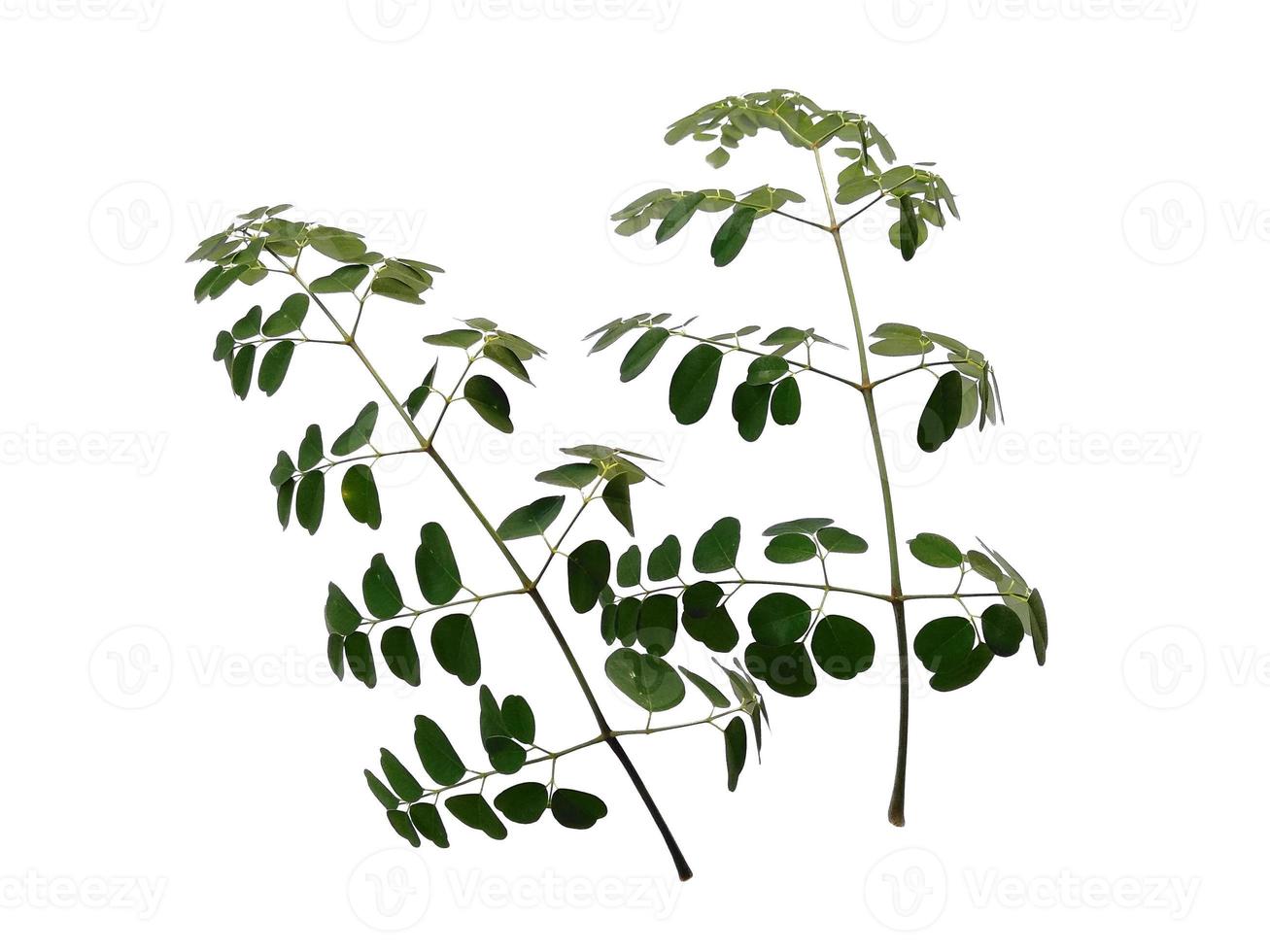 Moringa oleifera leaves or drumstick tree on white background photo
