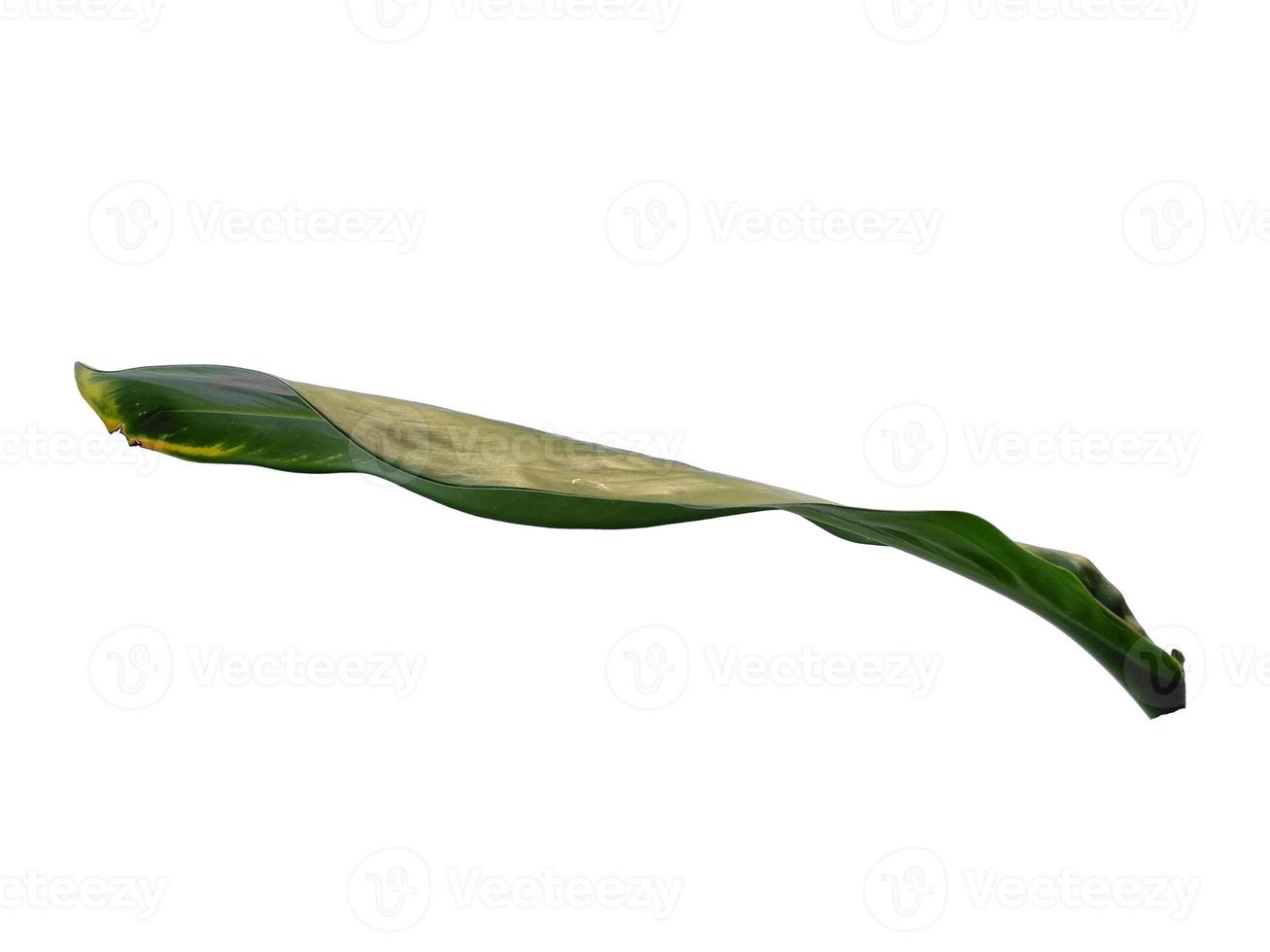 Green plant or green leaf Isolated on white background photo