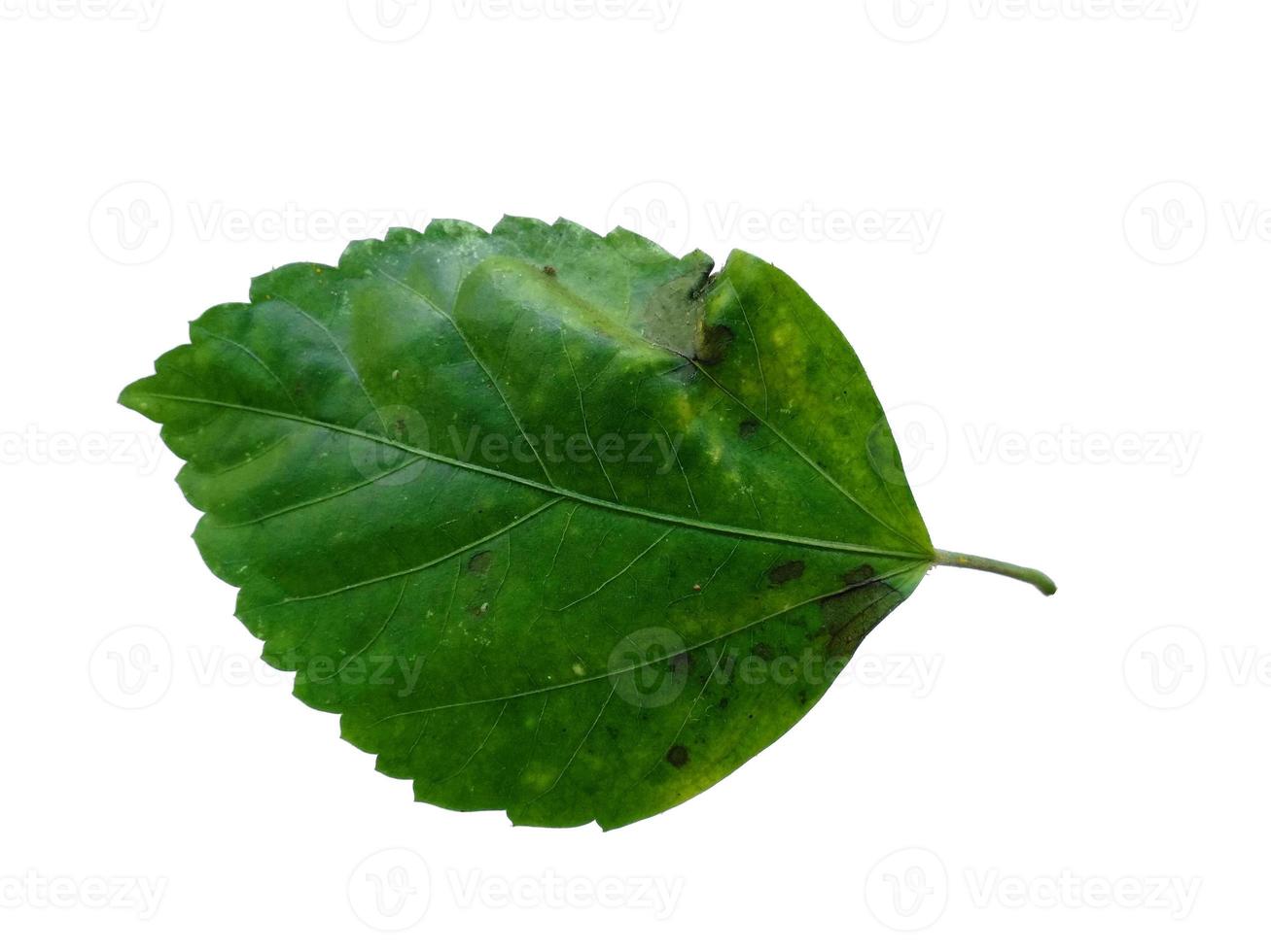 Hibiscus leaf on white background photo