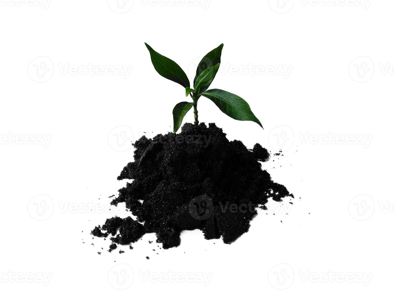 Small plant on pile of soil. Young plant in soil humus on a white background photo