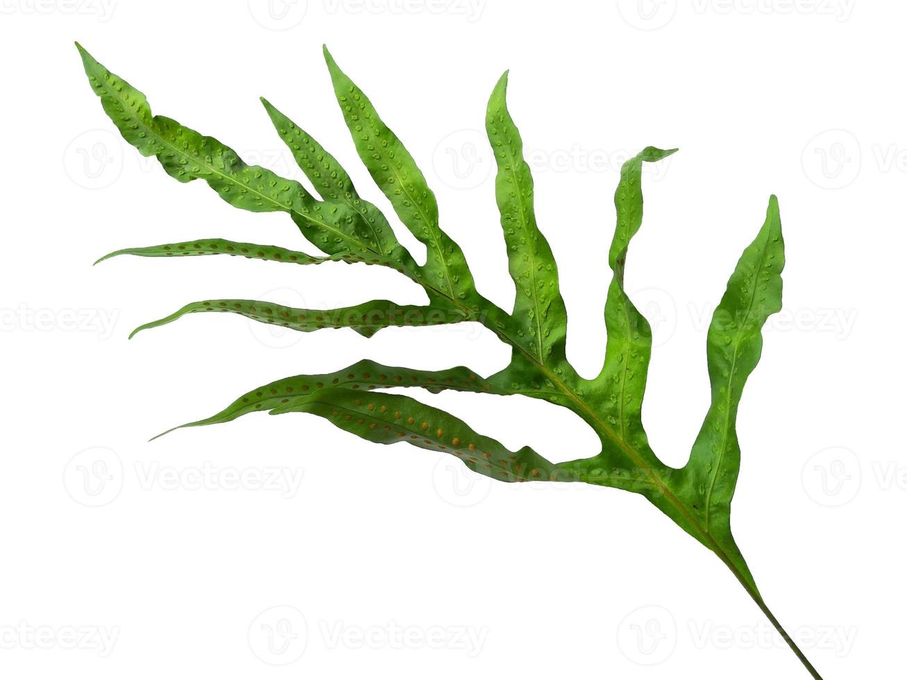 Green leaves Phlebodium aureum isolated on white background photo