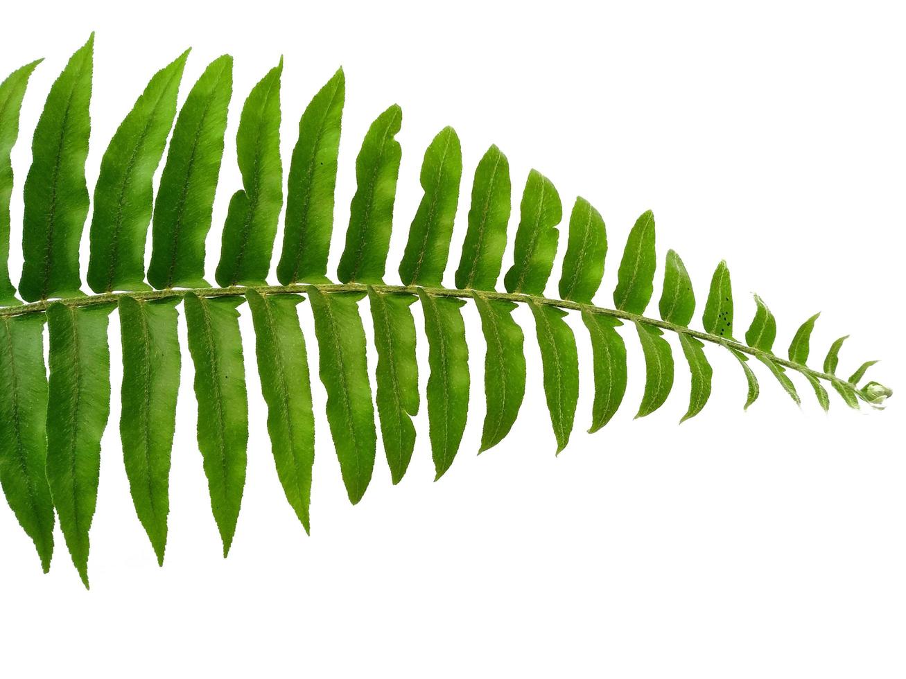 Polypodiophyta Plants with green leaves on white background photo